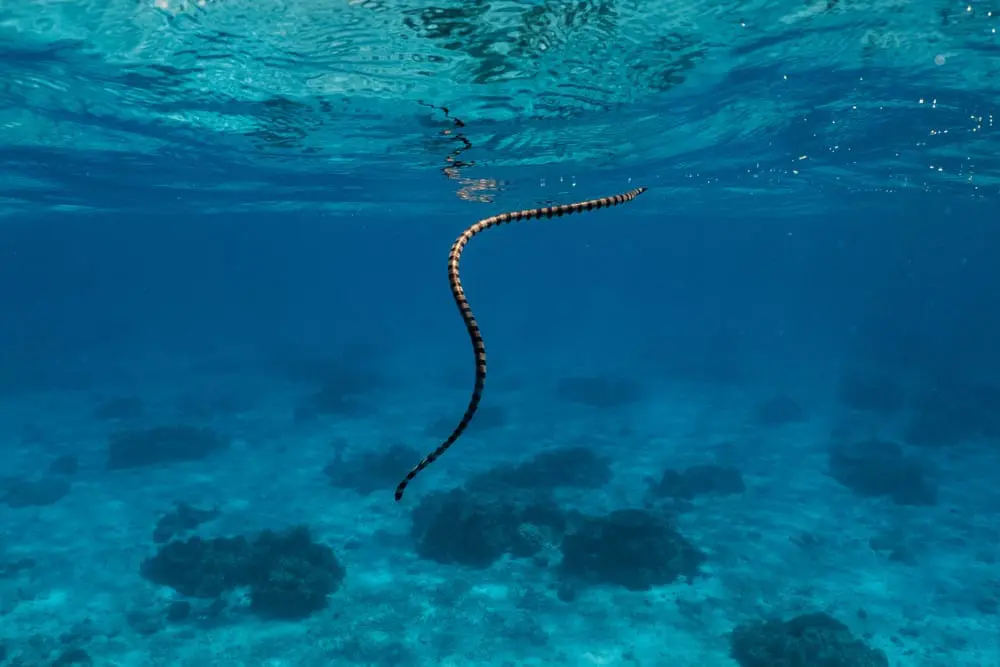 Faint-banded sea snake