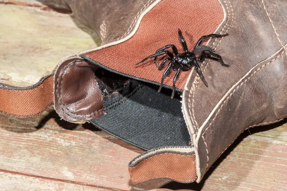 Sydney funnel-web spider