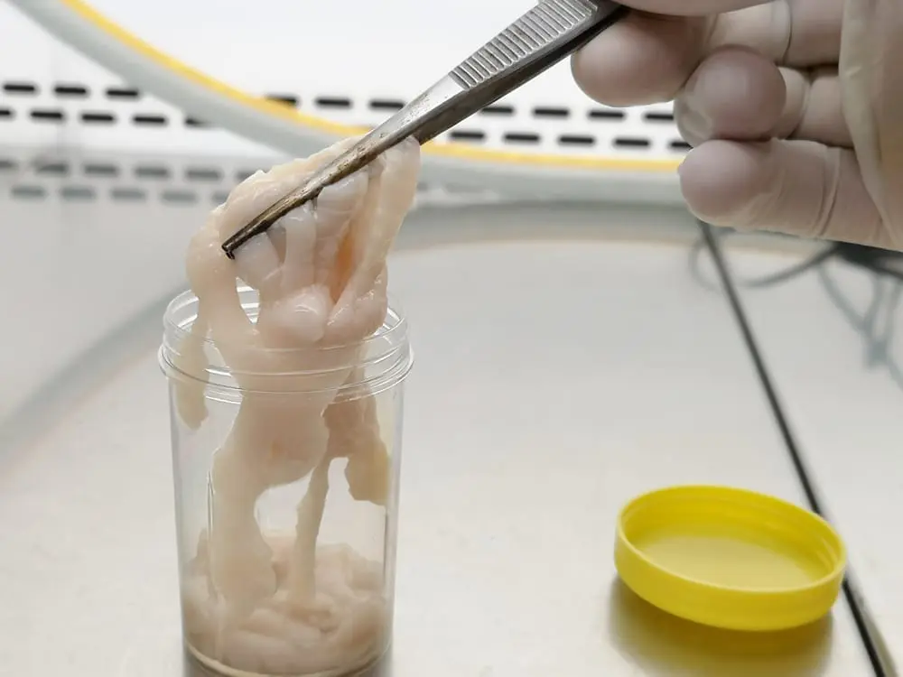 Tapeworm