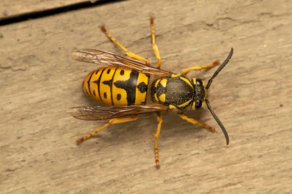 German yellow jacket wasps
