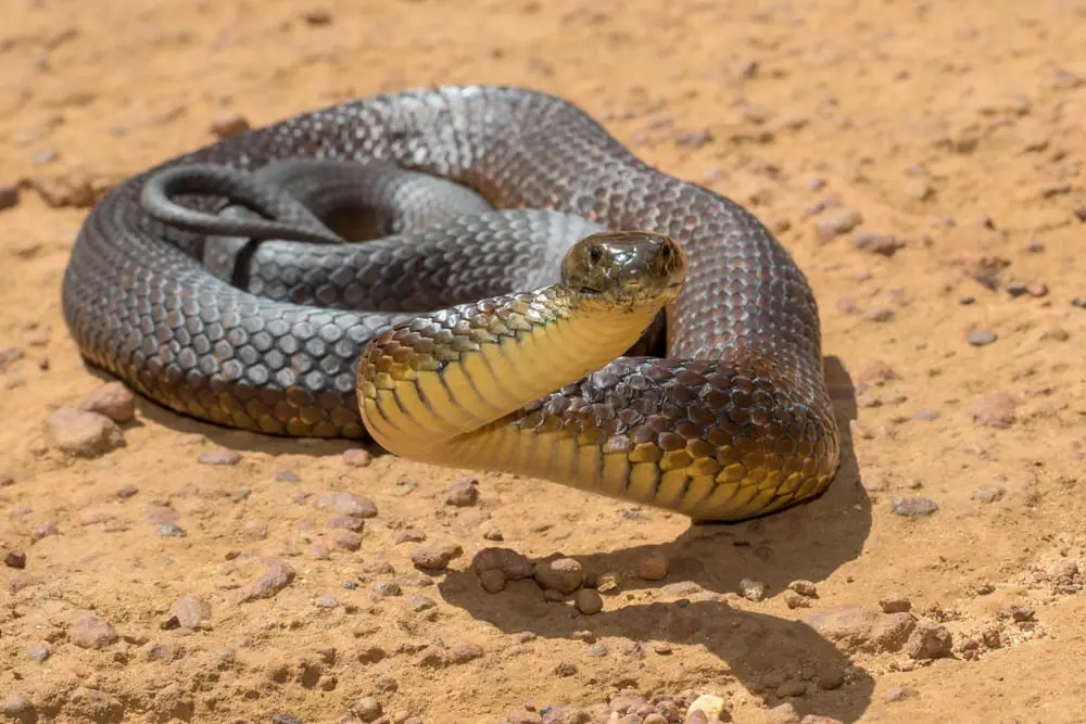Tiger snake