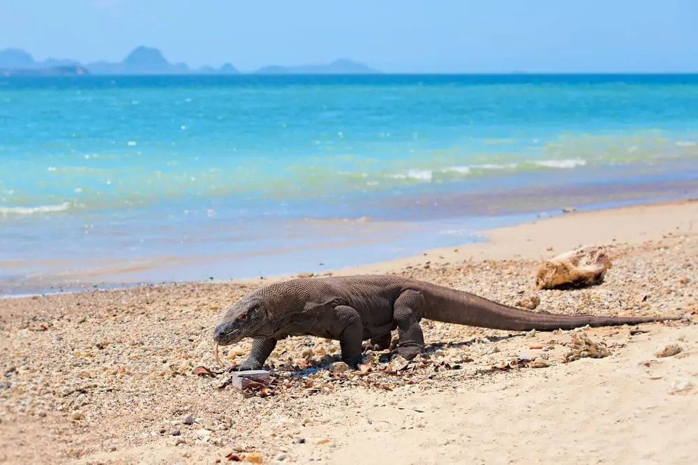 Komodo dragon