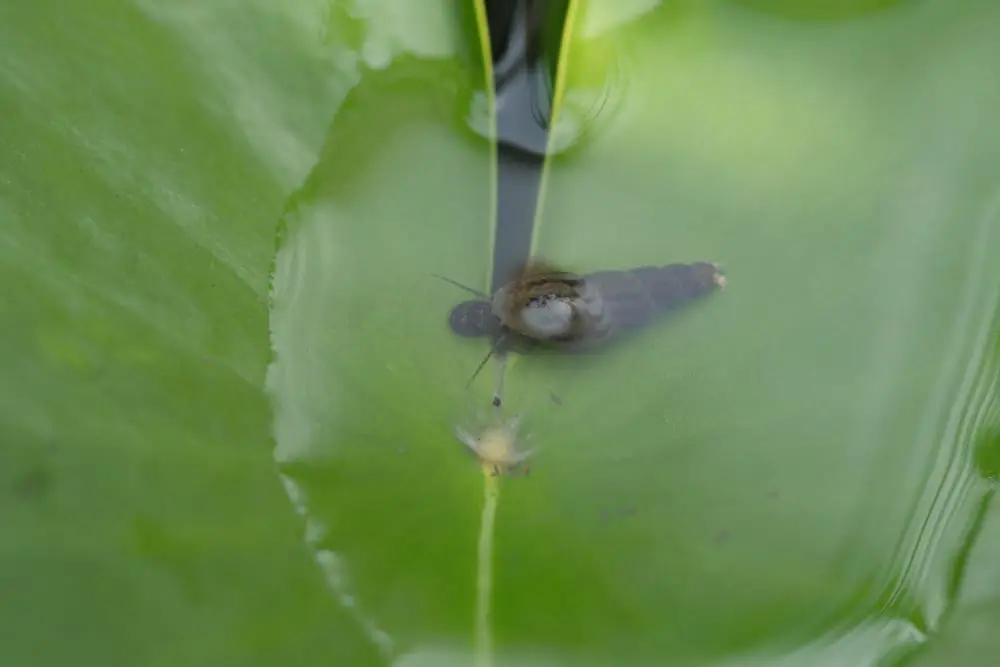 Freshwater snail