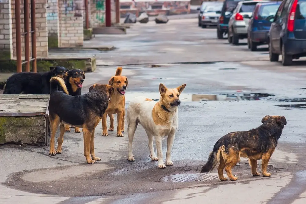 Dogs