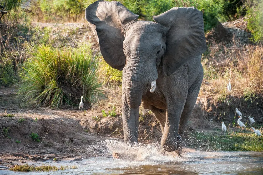 Elephants
