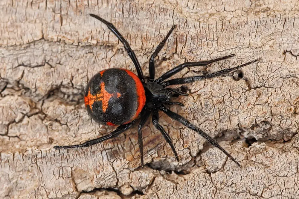 Black widow spiders