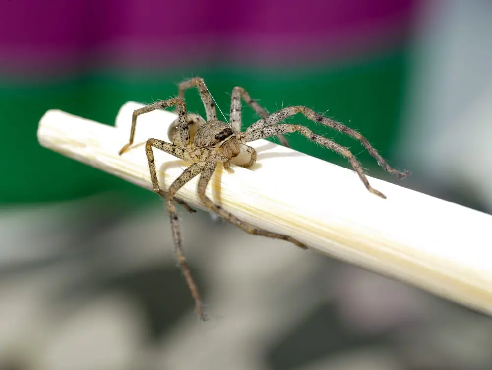 Brown Recluse Spider