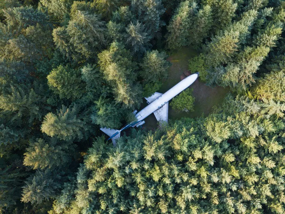 A Plane In The Middle Of A Forest