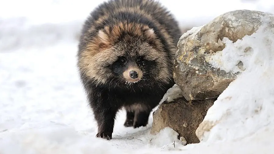 Unbelievable animals