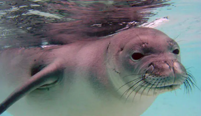 HawaiianMonkSeal_NOAA_FPWC
