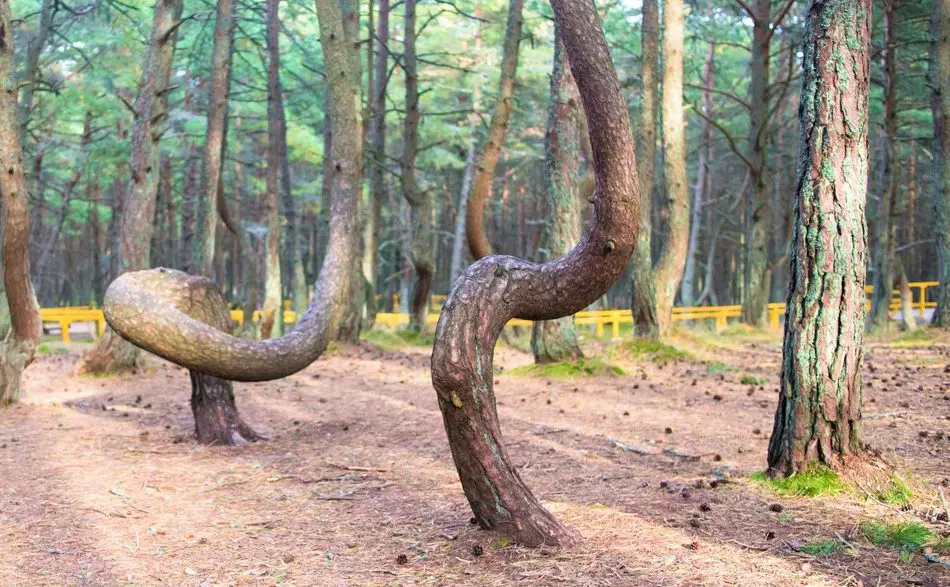 Het dronken bos van Rusland