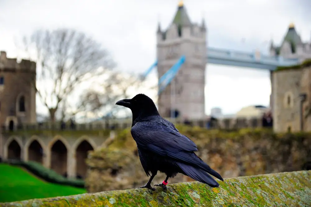 De verdwijningen van de Tower of London