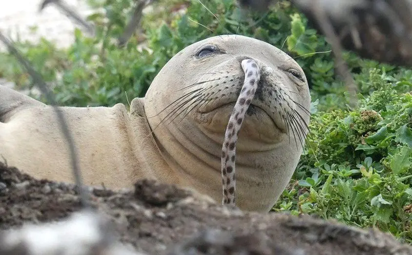 Een zeehond met een paling in zijn neusgat