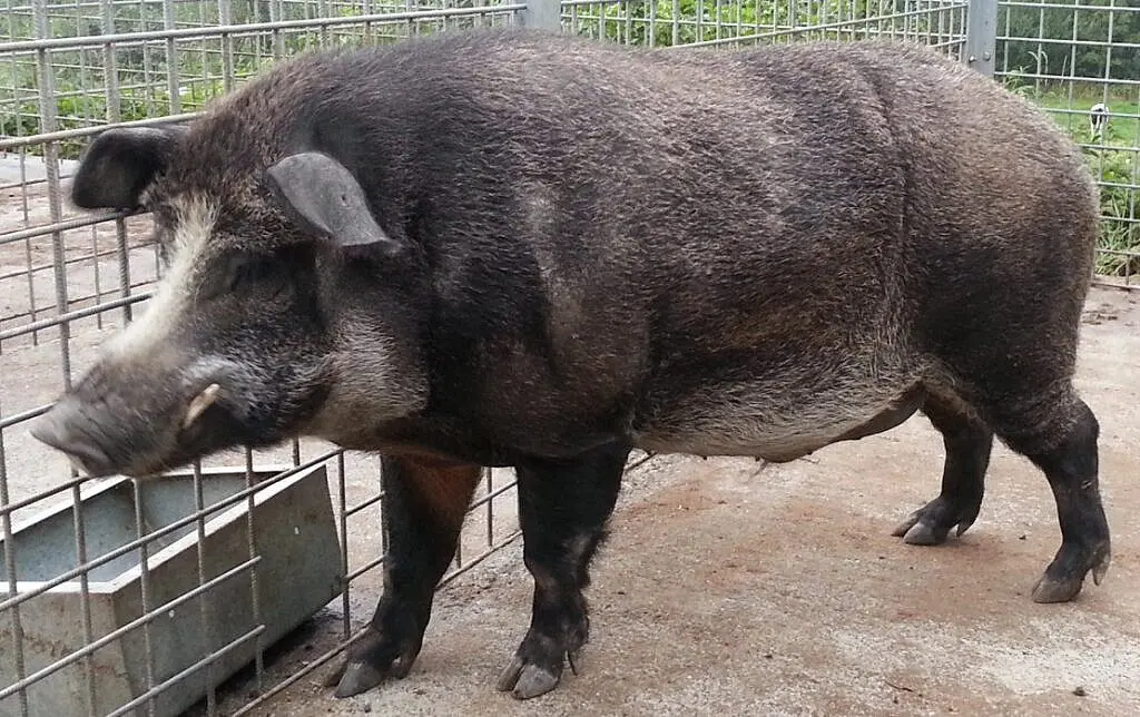 Maiale cinghiale, animale ibrido