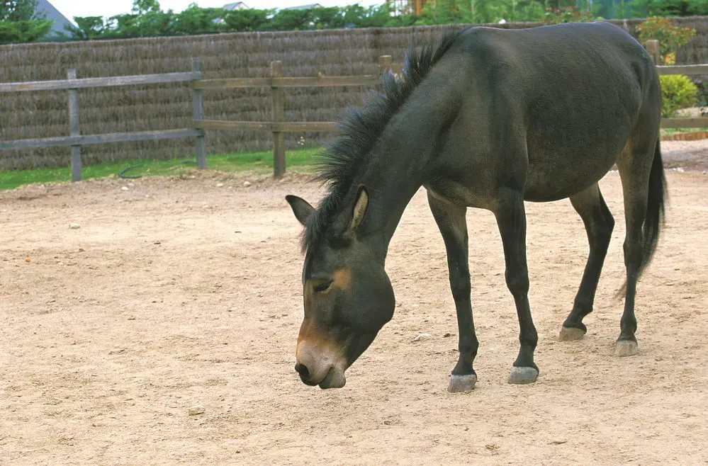Hinny, animale ibrido