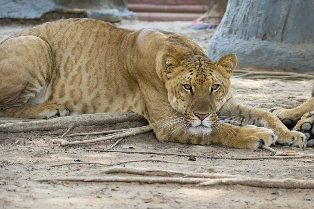 Liger, animale ibrido