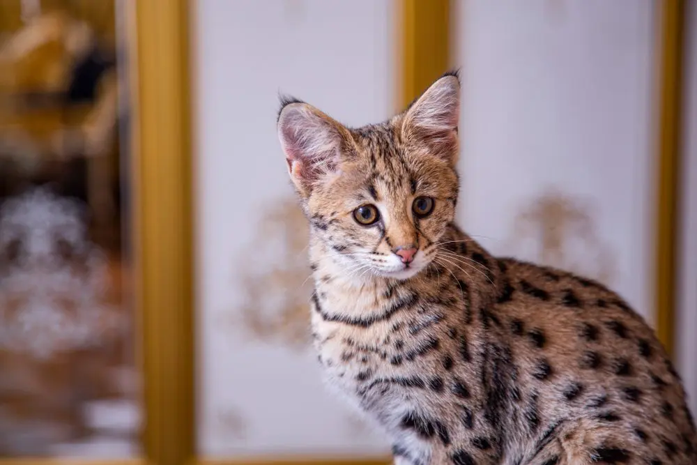 Gatto Savana, animale ibrido