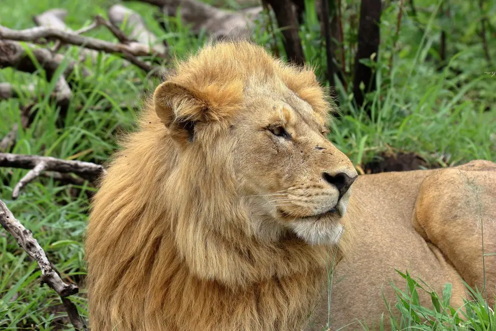 Leopon