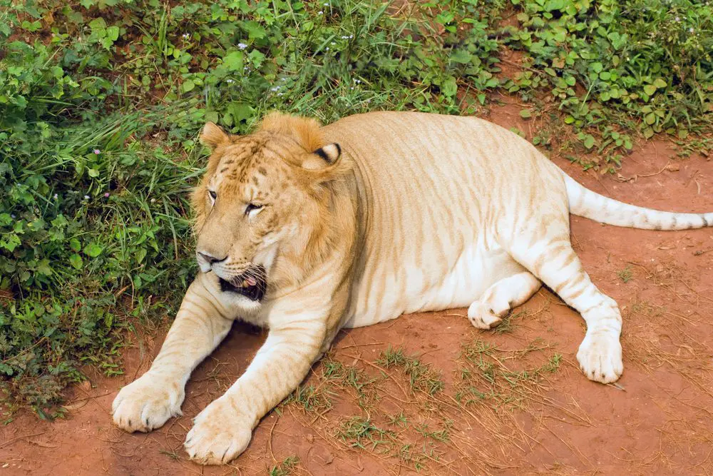 Tigon (Maschio di tigre + Femmina di leone)