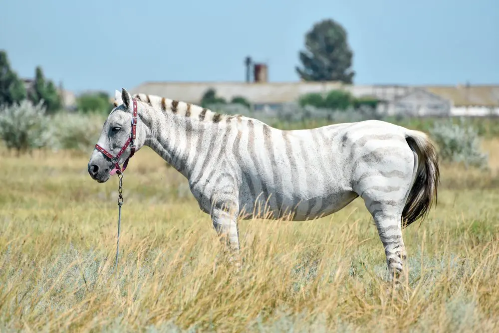Zebroid, cavallo ibrido