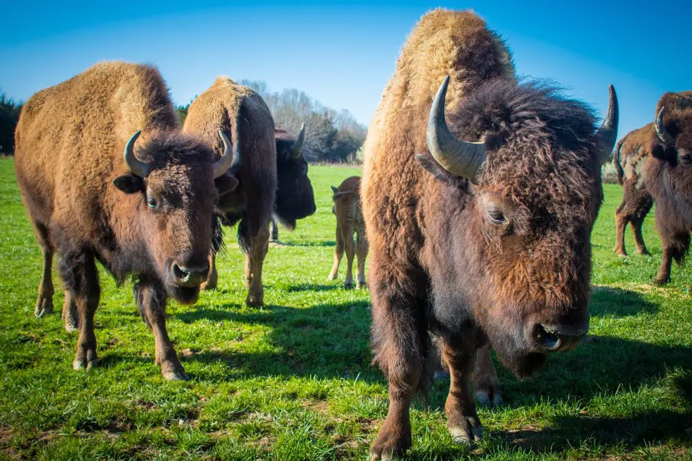 Beefalo, animale ibrido