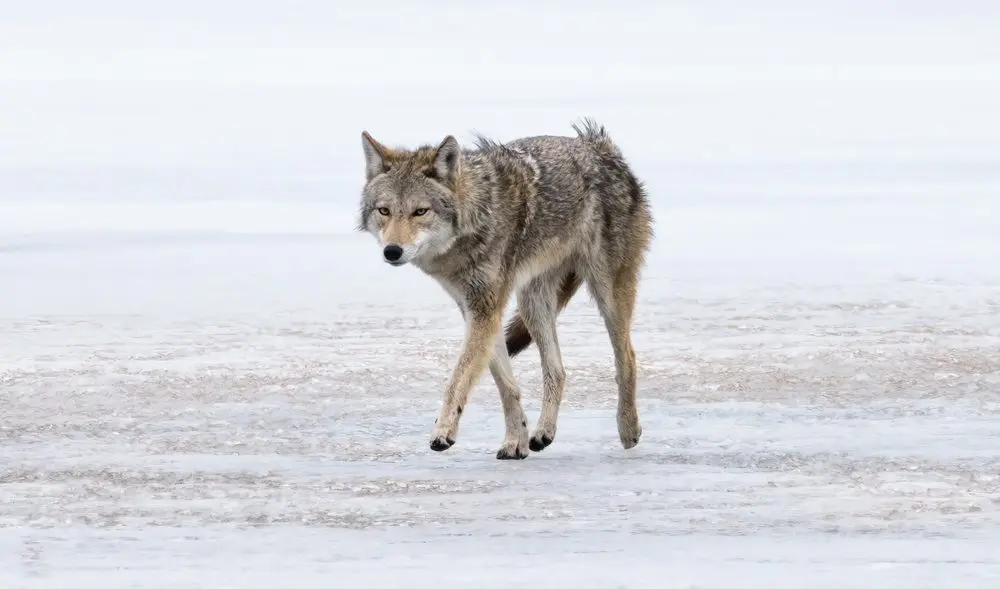 Coywolf