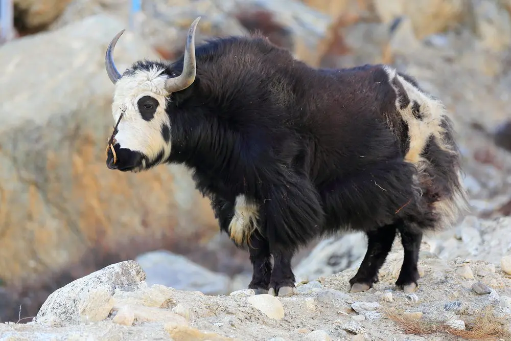 Dzo, animale ibrido