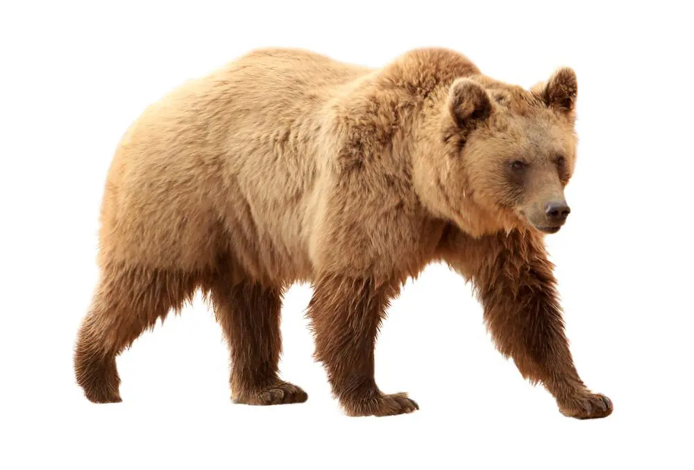 Orso Grolar (Orso polare + Orso bruno)