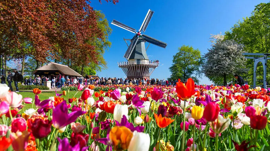 Marvel at Amsterdam’s Tulip Gardens