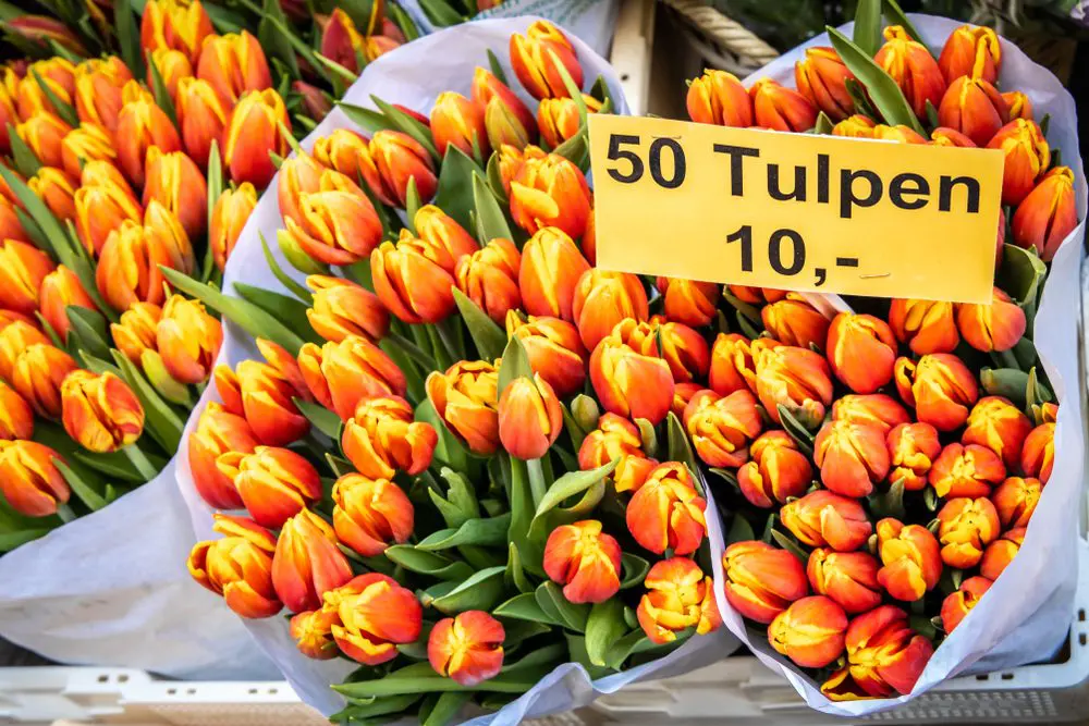 フローティングフラワーマーケット Bloemenmarkt Amsterdam 
