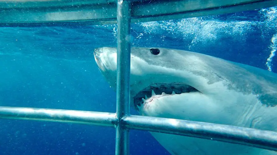 Shark cage diving