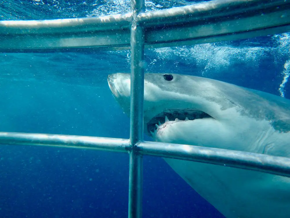 Tuffo nel terrore: Proverà la paura dell'immersione in gabbia con gli squali quest'estate?