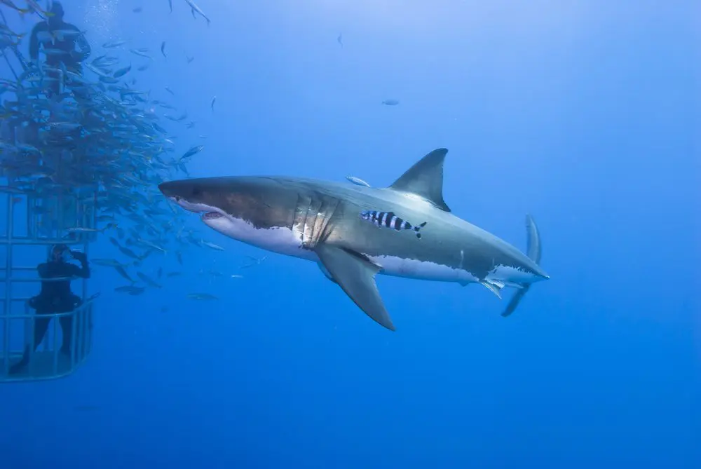 Le immersioni in gabbia con gli squali valgono il rischio?