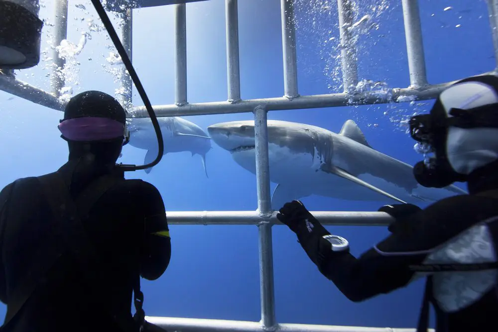Le migliori destinazioni per le immersioni in gabbia con gli squali