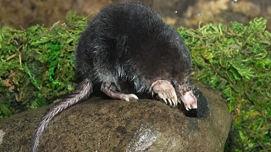 Star Nosed Mole